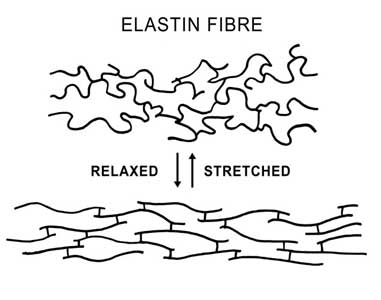 elastin-stretch2