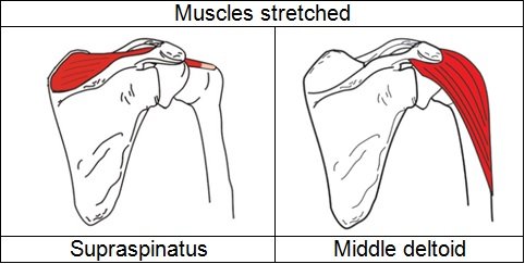 sas_b1_muscles