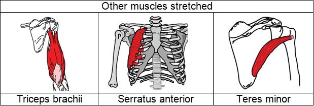 sas_b1_tissues